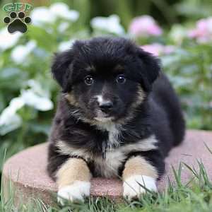 Fred, Miniature Australian Shepherd Puppy